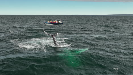 turista en barco observando una ballena jorobada megaptera novaeangliae golpeando su cola