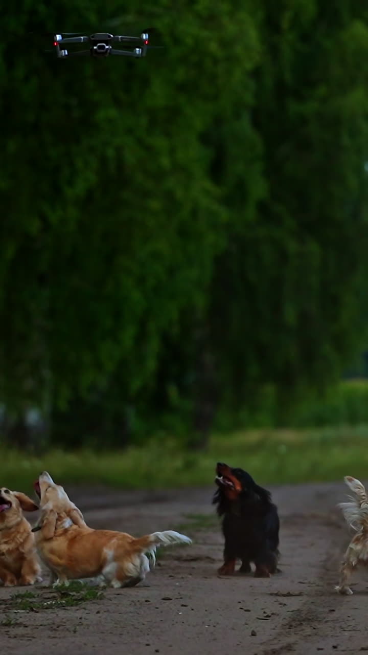 Beautiful dogs outdoors. Funny domestic animals barking on the drone flying over the pets on green nature background. Vertical video