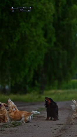 beautiful dogs outdoors. funny domestic animals barking on the drone flying over the pets on green nature background. vertical video