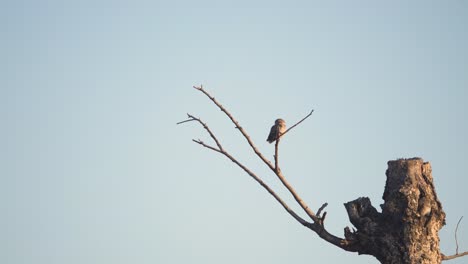 a-pair-of-Spotted-Owls-on-a-tree-branch-in-morning-light-at-country-side-of-Madhya-Pradesh-,-India