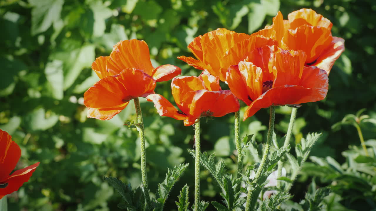 A Bush Of Red Poppies Blooms  Summer Scene In The Village 4K Video