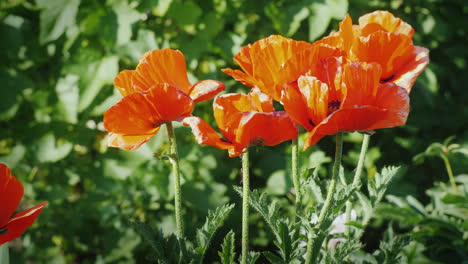 Ein-Busch-Roter-Mohnblumen-Blüht-Sommerszene-Im-Dorf-4k-Video