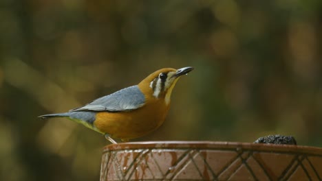 orange headed ground thrush comes down to a water pot during the heat of summer to quench its thirst around the jungles in the western ghats of india