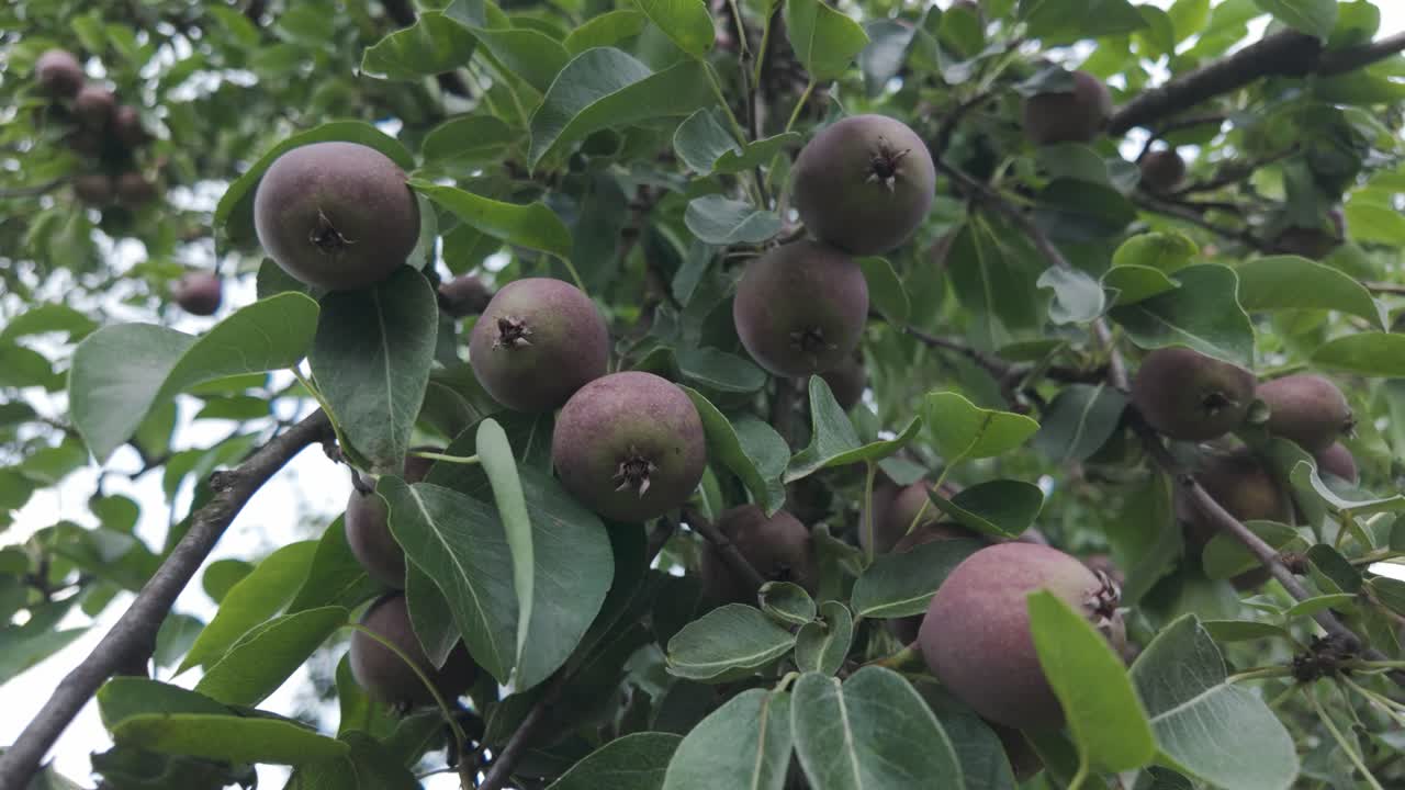 Rare red pears hanging on a tree in a lush Romanian orchard during summer season