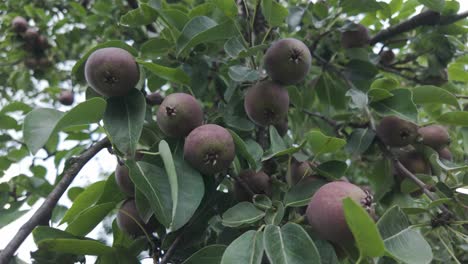 rare red pears hanging on a tree in a lush romanian orchard during summer season