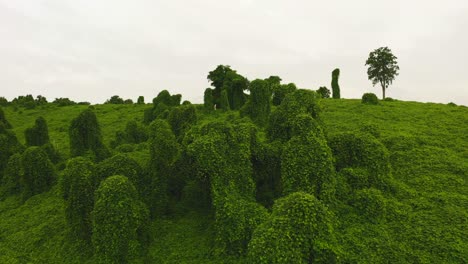 country green oasis in tennessee, drone push forward over trees