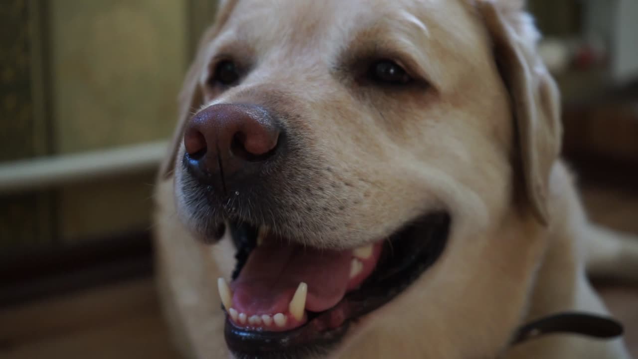 Labrador is breathing hard