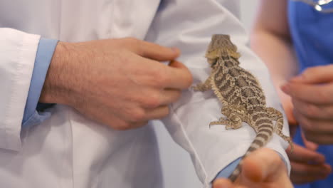 dos veterinarios acariciando a un lagarto