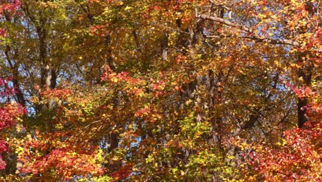 tiempo de otoño hojas cayendo de los árboles en el bosque