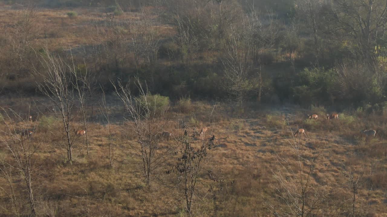 Drone aerial of Blesbuck antelope herd in the wild early morning