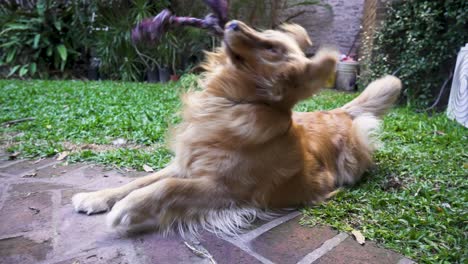 golden dog shakes his toy in slow motion