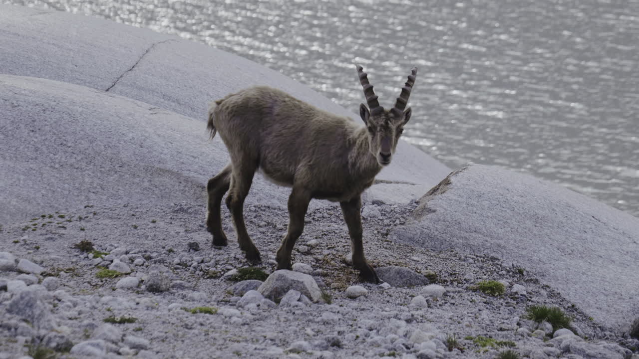Alpine Ibex by a Lake
