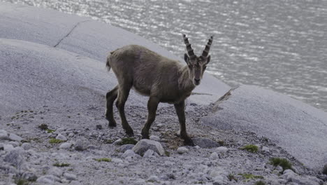 alpine ibex by a lake