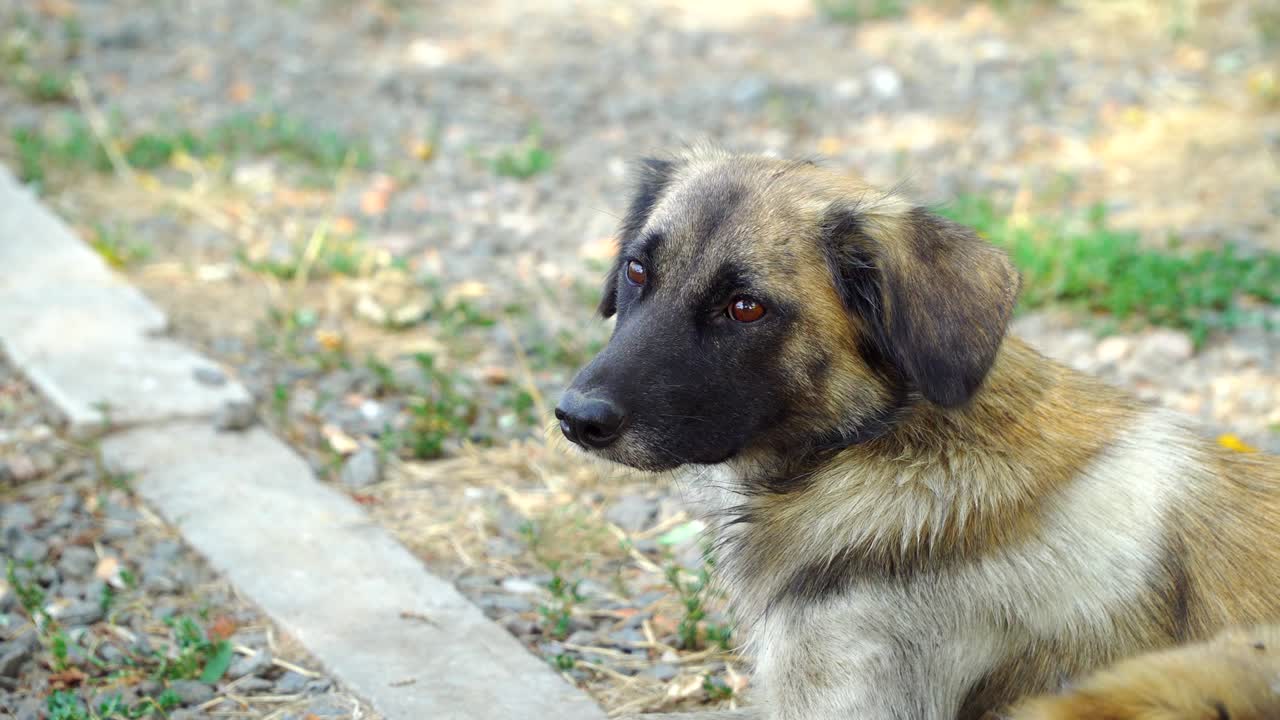 Stray dog waving head driving away flies