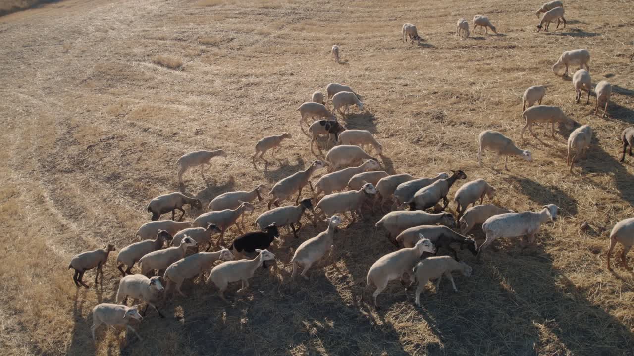 스페인 엘 토르칼 데 안테케라에서 저녁 시간 동안 푸른 초원을 풀을 뜯는 염소 떼 위로 날아가는 드론의 공중 촬영