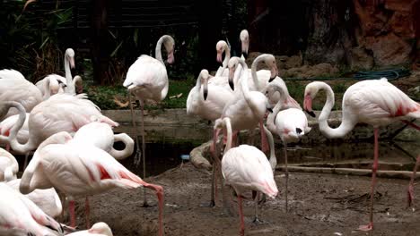 A-flock-of-flamingos-standing,-eating,-relaxing-and-walking-around-near-the-pond-at-a-zoo