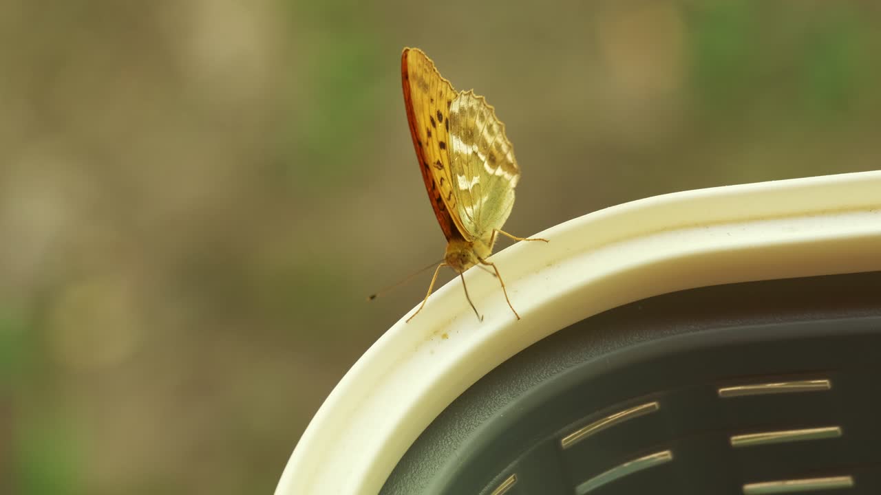 Smuk orange perlemorsommerfugl basker med vingerne, mens den suger pollen fra en kurv i 4K slowmotion.