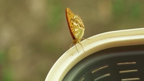 beautiful orange silver-washed fritillary butterfly flapping wings while sucking pollen on a basket in 4k slow motion