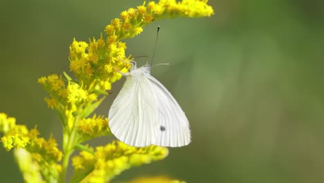 Pieris-brassicae,-the-large-white-butterfly,-also-called-cabbage-butterfly.-Large-white-is-common-throughout-Europe,-north-Africa-and-Asia-often-in-agricultural-areas,-meadows-and-parkland.