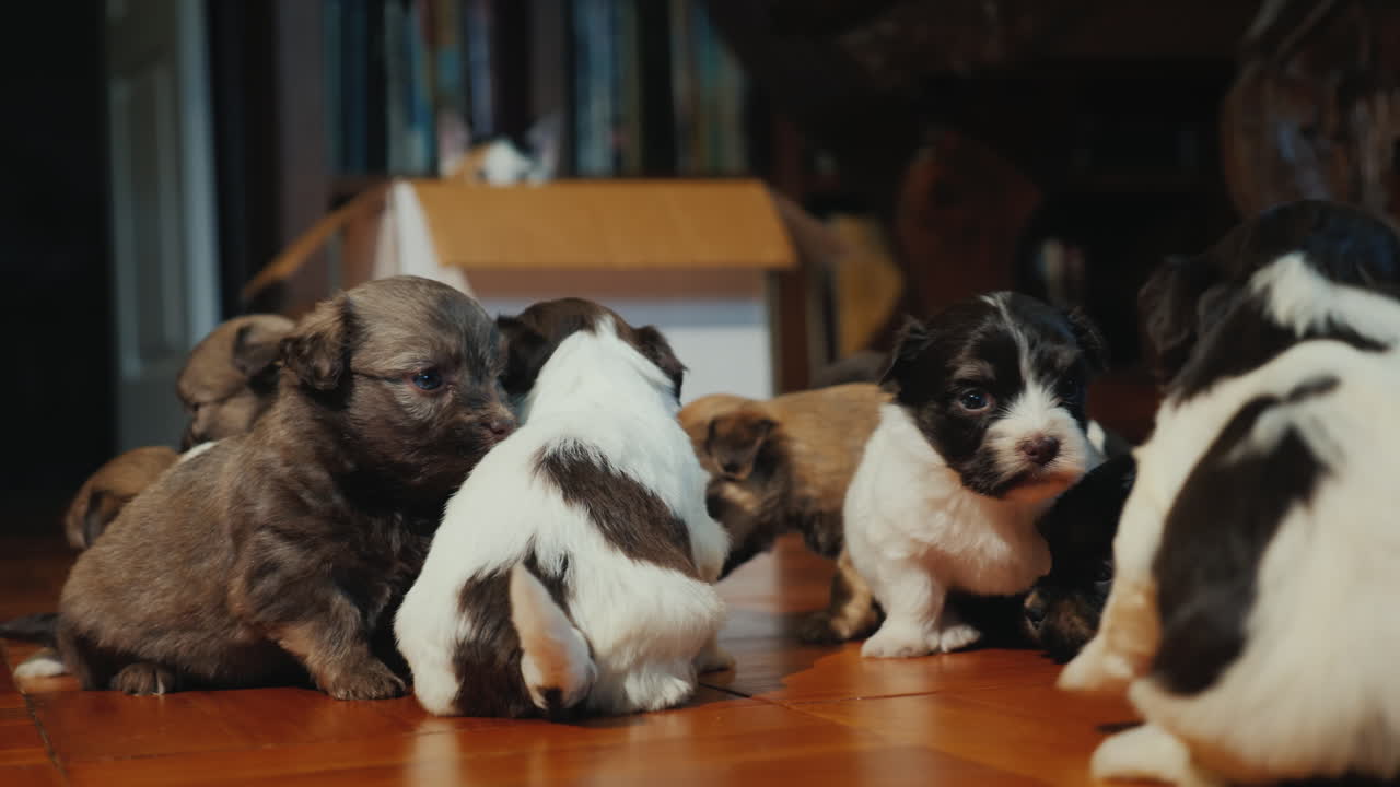 작은 강아지들이 노는 것을 지켜보는 까다로운 고양이