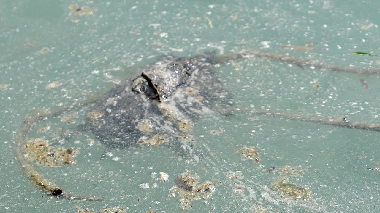 turtle in dirty, contaminated water