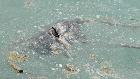 tortuga en agua sucia y contaminada