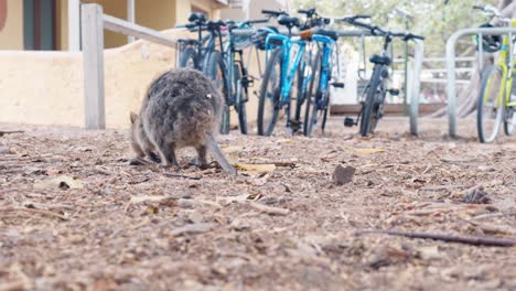 Einheimisches-Australisches-Tier,-Ein-Quokka-Auf-Rottnest-Island,-Australien