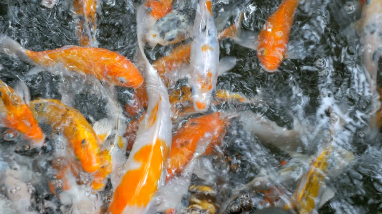 los peces koi, las carpas están nadando por encima.