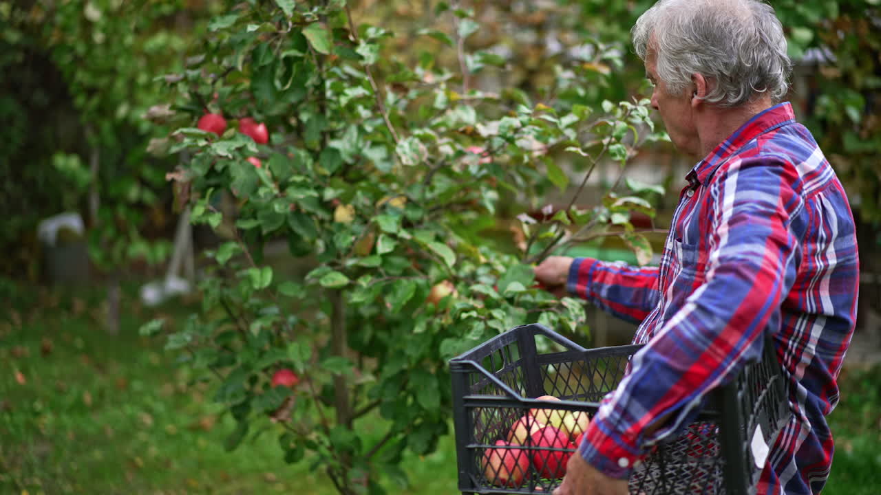 Old man standing his side to the camera collecting apples from a young tree. Farmer holds a box in his arm and puts picked fruit there.
