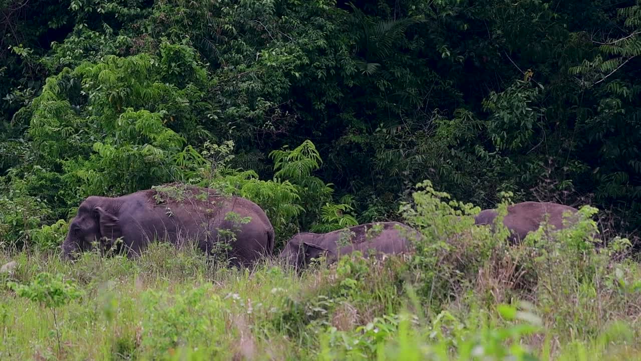 азиатские слоны - исчезающий вид, они также являются жителями таиланда