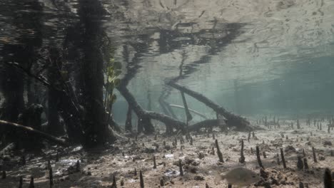 new growth mangrove trees underwater in a clear flowing tidal ecosystem habitat