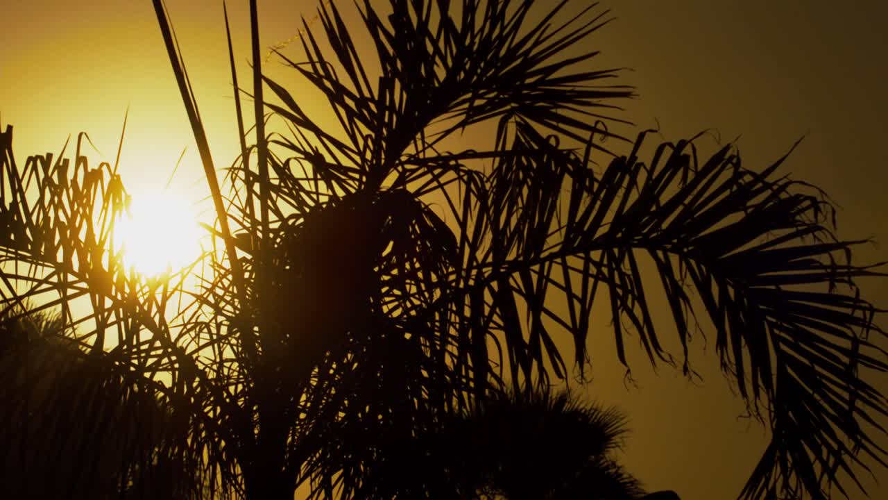 primer plano de una palmera meciéndose lentamente en el viento contra un hermoso cielo naranja al atardecer