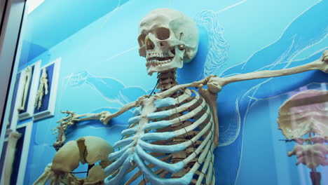 medical skeleton model in museum. medieval skeleton on display in the museum