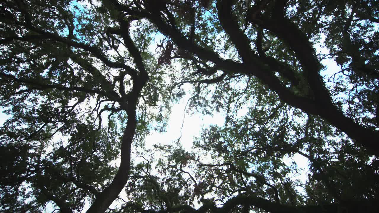 árboles de roble en un gran bosque