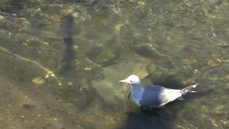 salmon swimming under the seagull, ketchikan, alaska