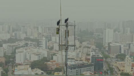 vultures in a foggy urban landscape – perched on tower in lima