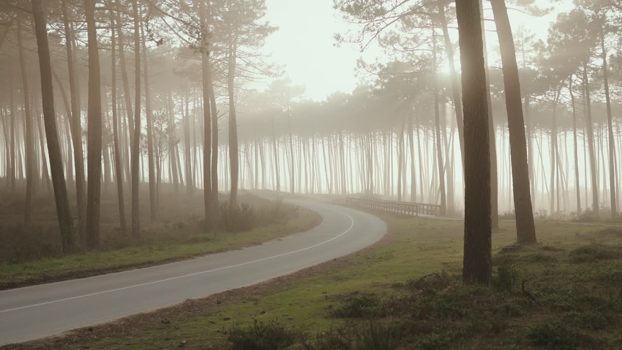Strada tortuosa attraverso una foresta di pini nebbiosa in Portogallo