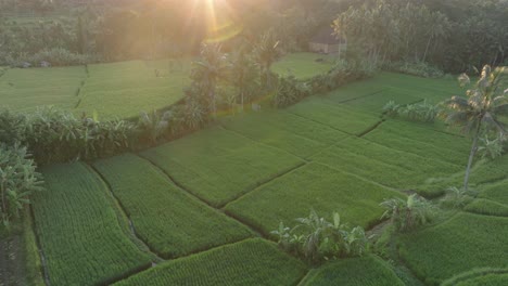 aerial drone shot over rice paddies at sunrise in ubud bali with sun flare and palm trees