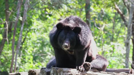 asian black bear, ursus thibetanus