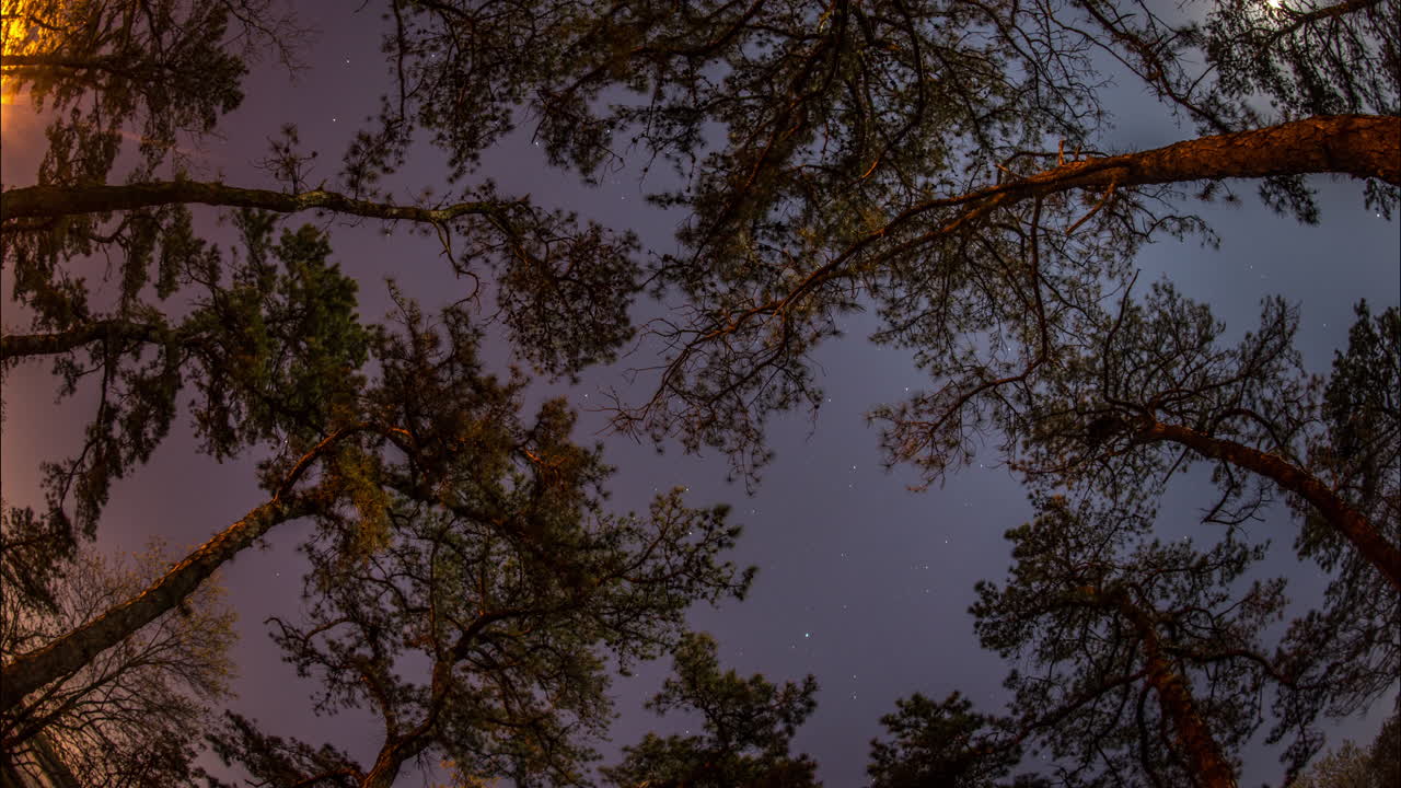 Timelapse di un bellissimo cielo notturno stellato che ruota nel tempo dietro rami d'albero in controluce