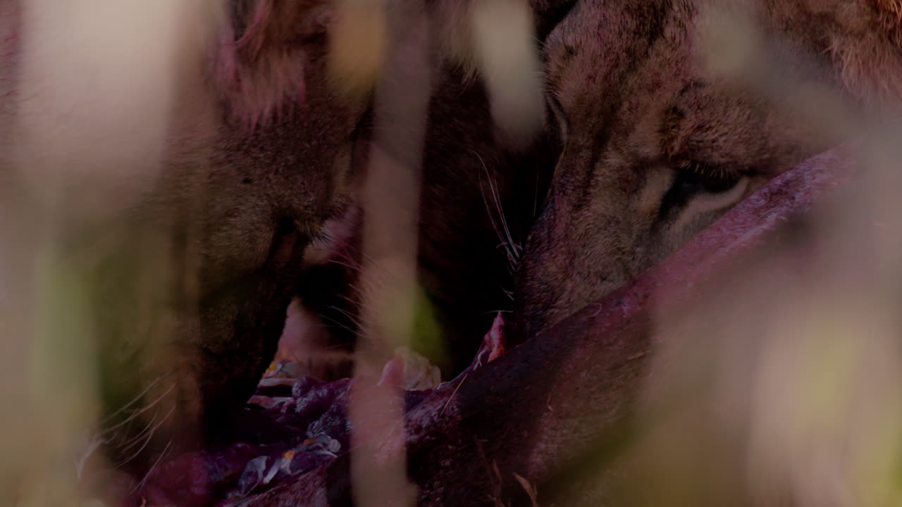 Close up of three lions' heads eating into a zebra kill