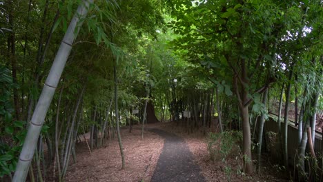 los bosques de bambú en japón son muy densos y llenos, en verano, de un verde intenso