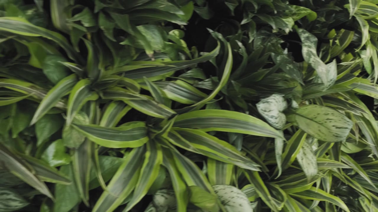 Bellissima carrellata in primo piano del centro di una grande parete verde, situata all'interno di un ufficio moderno.