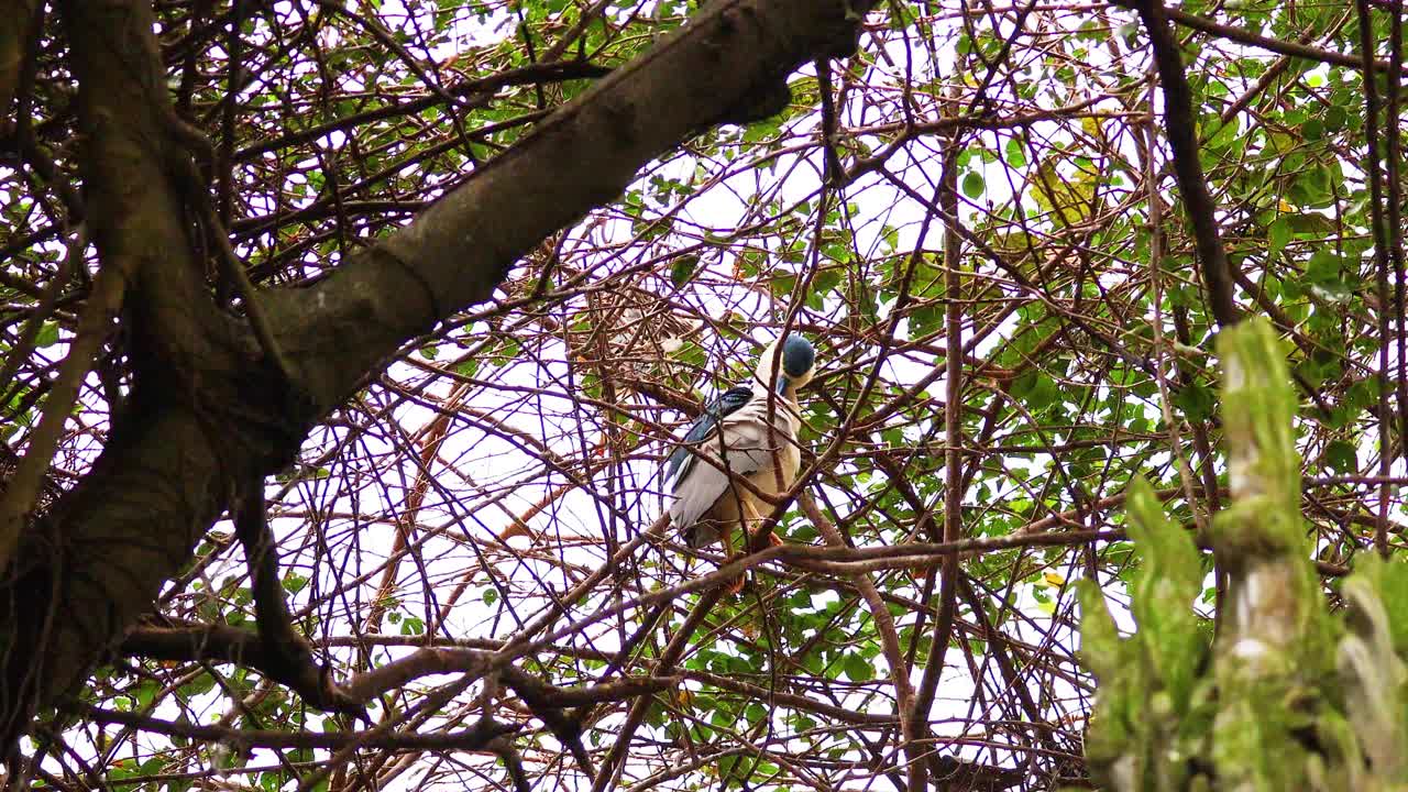 Heron perched in tree, surrounded by branches