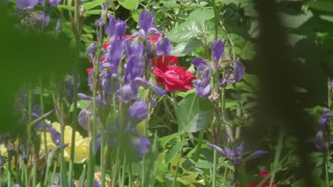 red rose surrounded by purple iris flowers and greenery in the garden