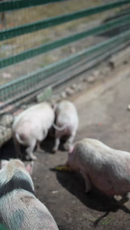 cerdos en una granja