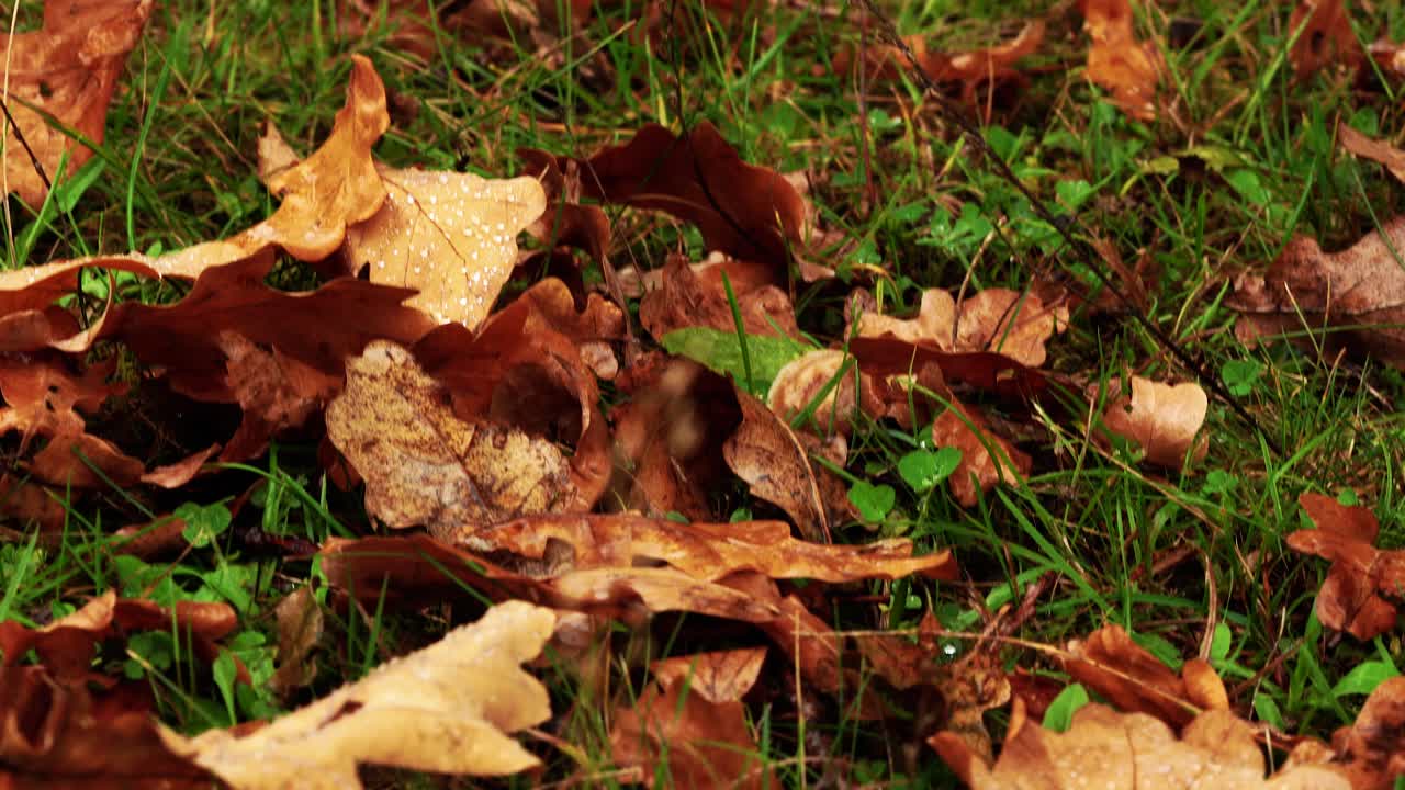 단풍의 매크로 관점을 보여주는 4k 틸트 카메라 움직임