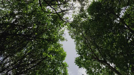 Looking-Up-Rotating-Shot-of-Mysterious-Windy-Forest-and-Sun-Flares