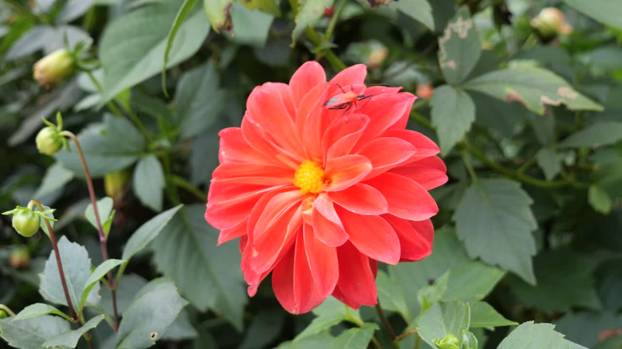 Red Dahlia Pinnata Flower Blooming in a Flower Garden in Cebu in the Philippines