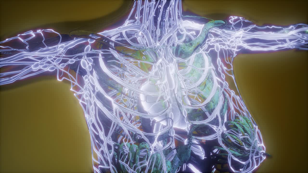 человеческое тело с светящимися кровеносными сосудами